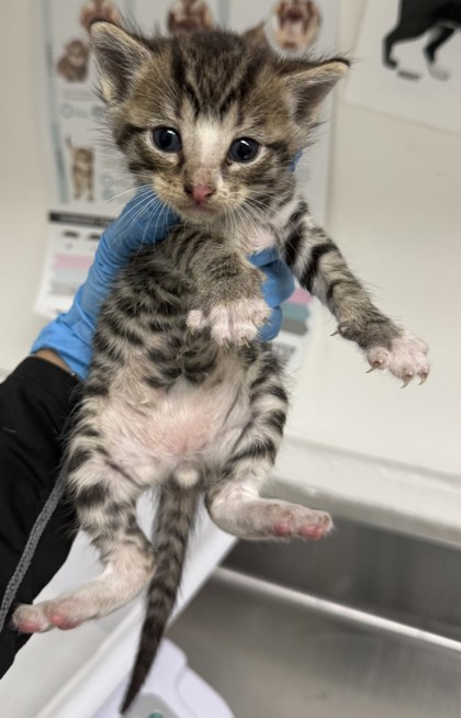Shelter Stray Male Cat last seen Near Walnut St, Oakland, CA, 1101 29th Ave, Oakland, CA 94601, USA