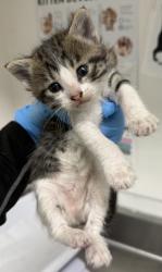 Shelter Stray Female Cat last seen Near Walnut St, Oakland, CA, 1101 29th Ave, Oakland, CA 94601, USA