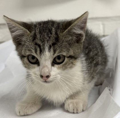 Shelter Stray Unknown Cat last seen , , CA, 1101 29th Ave, Oakland, CA 94601, USA