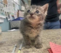 Shelter Stray Female Cat last seen 12th Street, Lucas County, OH, 827 Illinois Ave, Maumee, OH 43537, USA