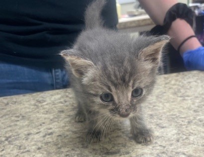 Shelter Stray Male Cat last seen 12th Street, Lucas County, OH, 827 Illinois Ave, Maumee, OH 43537, USA