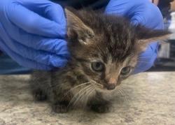 Shelter Stray Male Cat last seen 12th Street, Lucas County, OH, 827 Illinois Ave, Maumee, OH 43537, USA