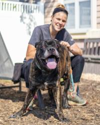 Shelter Stray Male Dog last seen Near LESLIE OAKS DRIVE #3108, 30058, GA, 3280 Chamblee Dunwoody Rd, Chamblee, GA 30341, USA
