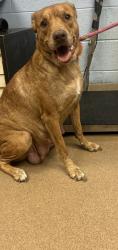 Shelter Stray Female Dog last seen Near Rockbridge Rd, 30058, GA, 3280 Chamblee Dunwoody Rd, Chamblee, GA 30341, USA