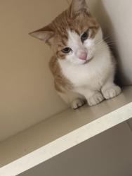 Shelter Stray Male Cat last seen Near Hunters Pace Drive, Lithonia, GA, 30038, 30038, GA, 3280 Chamblee Dunwoody Rd, Chamblee, GA 30341, USA