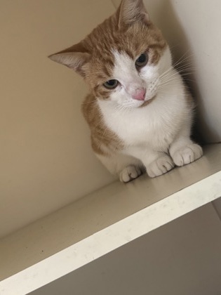 Shelter Stray Male Cat last seen Near Hunters Pace Drive, Lithonia, GA, 30038, 30038, GA, 3280 Chamblee Dunwoody Rd, Chamblee, GA 30341, USA