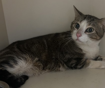 Shelter Stray Male Cat last seen , , GA, 3280 Chamblee Dunwoody Rd, Chamblee, GA 30341, USA