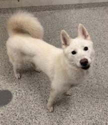 Shelter Stray Female Dog last seen E 43rd St & Highland Ave, KCMO, 64110, 64110, MO, 7077 Elmwood Ave, Kansas City, MO 64132, USA