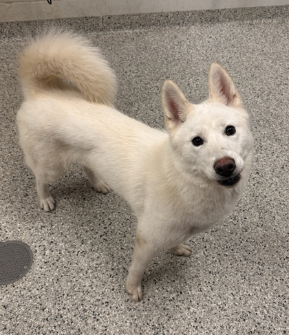 Shelter Stray Female Dog last seen E 43rd St & Highland Ave, KCMO, 64110, 64110, MO, 7077 Elmwood Ave, Kansas City, MO 64132, USA