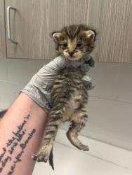 Shelter Stray Male Cat last seen Stillwell, KS, Outside Jurisdiction, MO, 7077 Elmwood Ave, Kansas City, MO 64132, USA