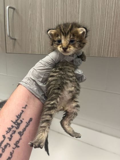Shelter Stray Male Cat last seen Stillwell, KS, Outside Jurisdiction, MO, 7077 Elmwood Ave, Kansas City, MO 64132, USA