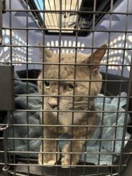 Shelter Stray Unknown Cat last seen Alexandria, VA, 22312, Montrose St & Ampthill Dr, Fairfax County, VA, 4500 West Ox Rd, Fairfax, VA 22030, USA