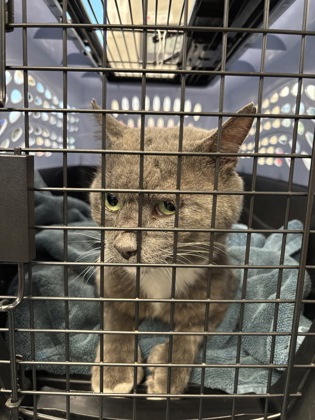 Shelter Stray Unknown Cat last seen Alexandria, VA, 22312, Montrose St & Ampthill Dr, Fairfax County, VA, 4500 West Ox Rd, Fairfax, VA 22030, USA
