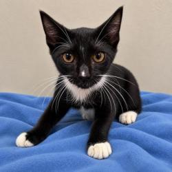 Shelter Stray Male Cat last seen Melissa Dr, Beverly Hills, FL, 4030 S Airport Rd, Inverness, FL 34450, USA