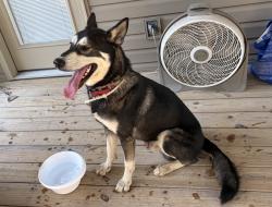 Reunited Male Dog last seen Standifer Gap & Jenkins, Chattanooga, TN 37421