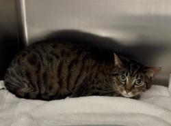 Shelter Stray Female Cat last seen 15th Ave S/S Columbian Way, Seattle, WA, 2061 15th Ave W, Seattle, WA 98119, USA