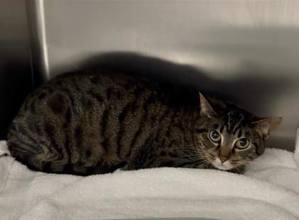 Shelter Stray Female Cat last seen 15th Ave S/S Columbian Way, Seattle, WA, 2061 15th Ave W, Seattle, WA 98119, USA