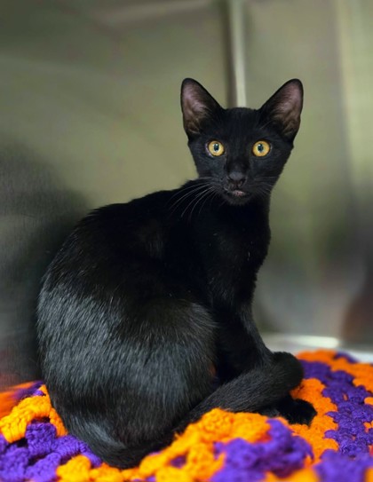 Shelter Stray Male Cat last seen Near Golfcrest Dr. APT 222, Longview, City of, TX, 303 H G Mosley Pkwy, Longview, TX 75604, USA