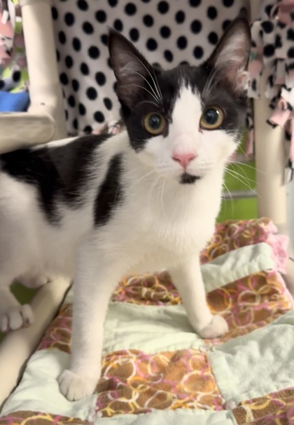 Shelter Stray Female Cat last seen 52nd St and University Way, Seattle, WA, 2061 15th Ave W, Seattle, WA 98119, USA