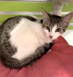 Shelter Stray Female Cat last seen 52nd St and University Way, Seattle, WA, 2061 15th Ave W, Seattle, WA 98119, USA