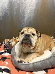 Shelter Stray Female Dog last seen Galleria Blvd and Creekside Ridge Dr, Roseville City, CA, 200 Tahoe Ave, Roseville, CA 95678, USA