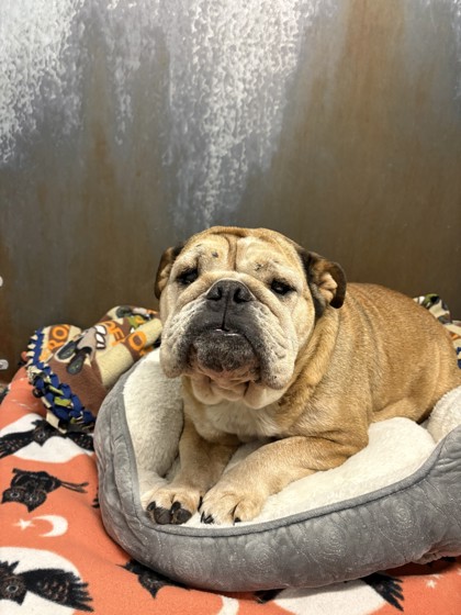 Shelter Stray Female Dog last seen Galleria Blvd and Creekside Ridge Dr, Roseville City, CA, 200 Tahoe Ave, Roseville, CA 95678, USA