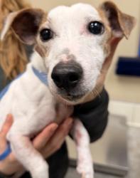 Shelter Stray Male Dog last seen Near S Spotted Road, SPOKANE, WA, 99224, 6815 E Trent Ave, Spokane, WA 99212, USA
