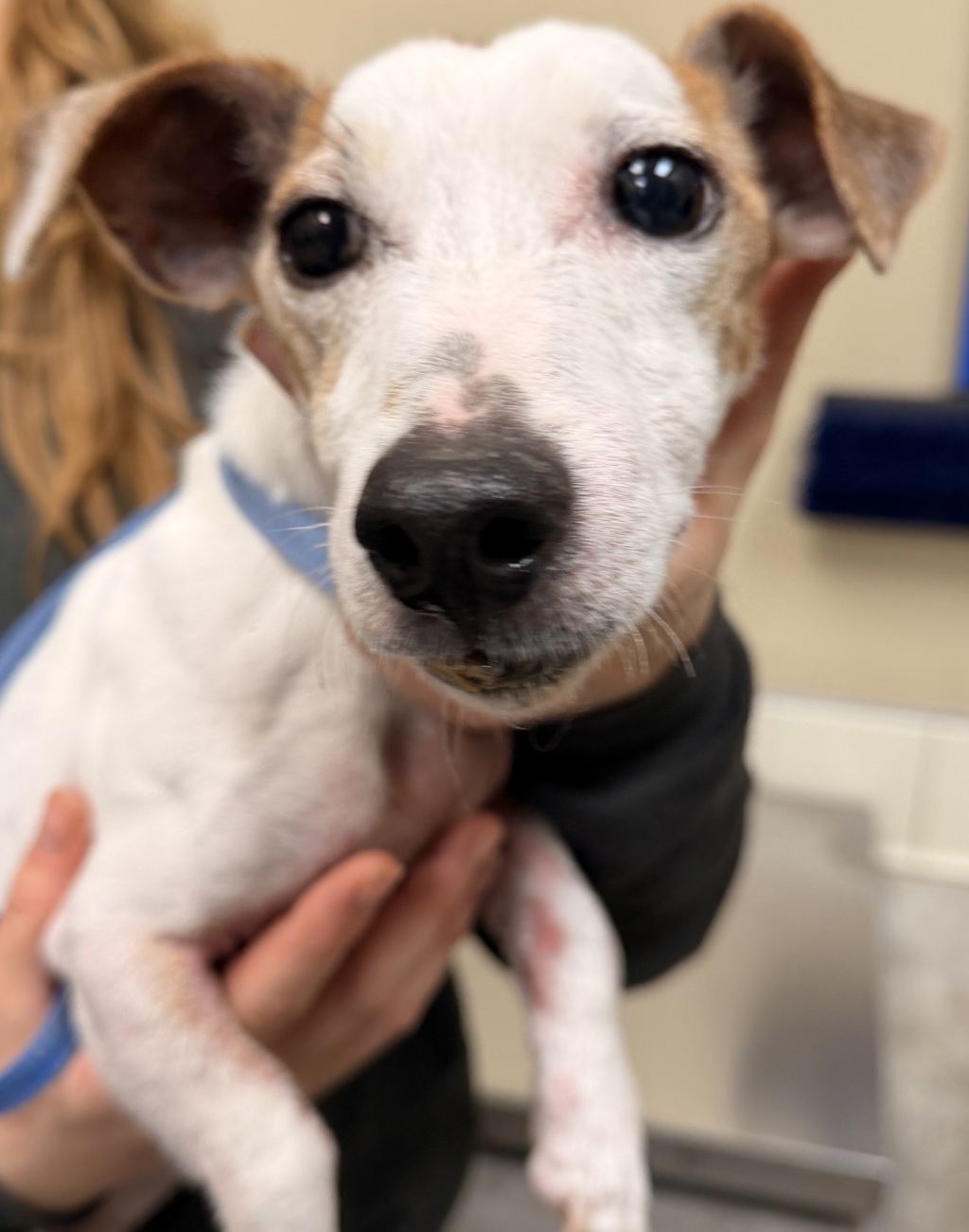 Shelter Stray Male Dog last seen Near S Spotted Road, SPOKANE, WA, 99224, 6815 E Trent Ave, Spokane, WA 99212, USA