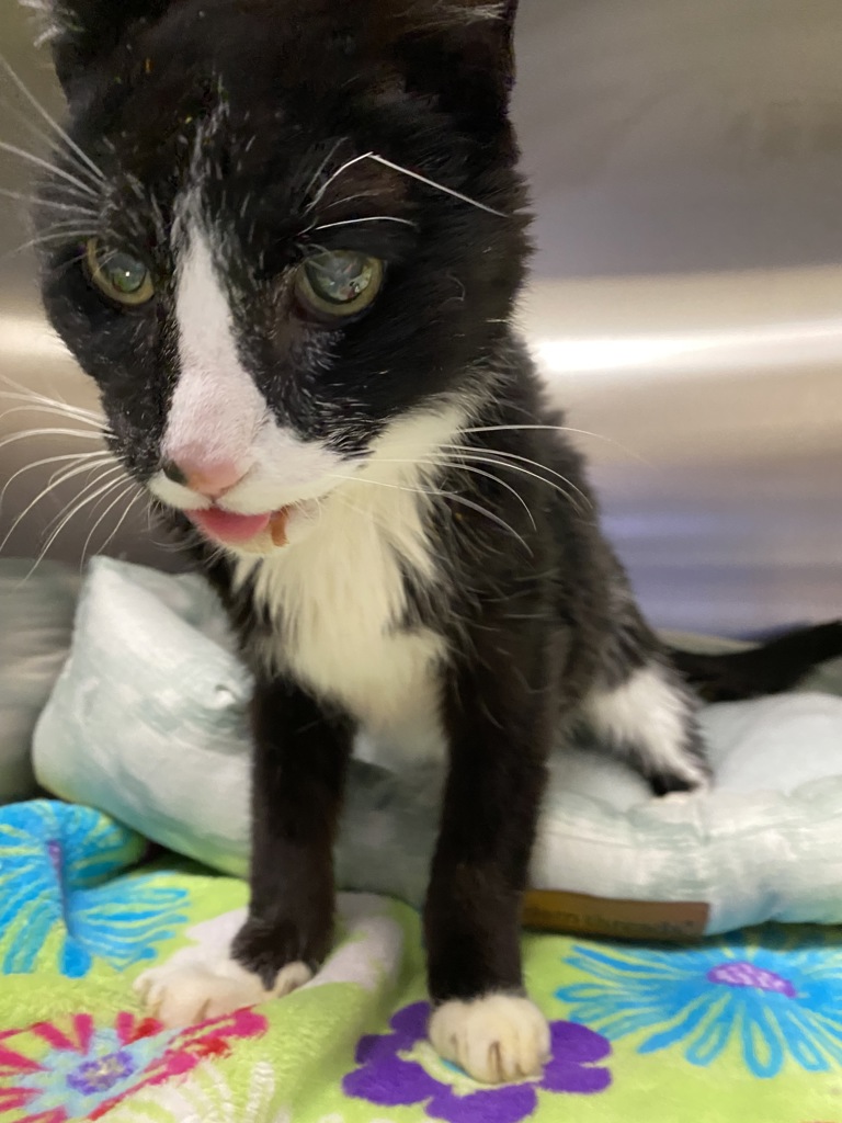 Shelter Stray Male Cat last seen Monroe & 8th, SPOKANE, WA, 99204, 6815 E Trent Ave, Spokane, WA 99212, USA