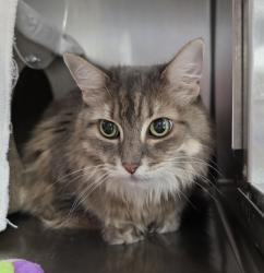 Shelter Stray Female Cat last seen OWNER SURRENDER, OR, 1700 W Historic Columbia River Hwy, Troutdale, OR 97060, USA