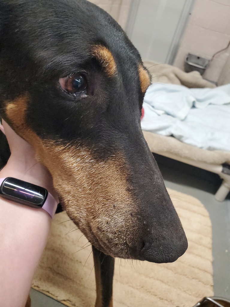 Shelter Stray Female Dog last seen 179th / Division st, PORTLAND, OR, 97230, 1700 W Historic Columbia River Hwy, Troutdale, OR 97060, USA