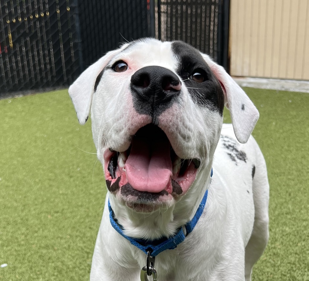 Shelter Stray Male Dog last seen Near Tracyton Boulevard, TRACYTON, WA, 98393, 9167 Dickey Rd NW, Silverdale, WA 98383, USA