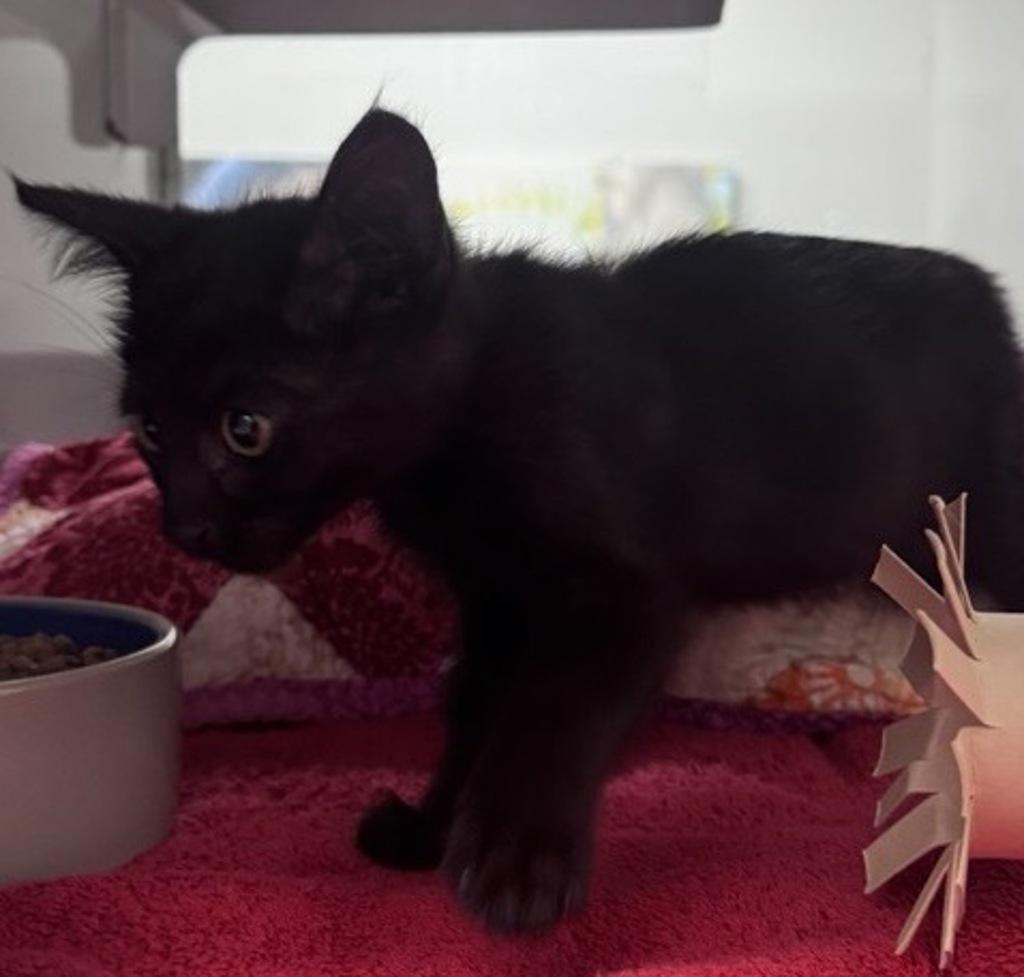 Shelter Stray Female Cat last seen Wanek Road, Escondido, CA, 92027, Escondido, CA 92027, USA