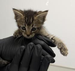 Shelter Stray Male Cat last seen Hartford Street, San Diego, CA, 92110, 5500 Gaines St, San Diego, CA 92110, USA