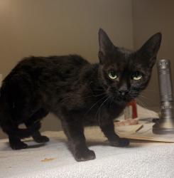 Shelter Stray Female Cat last seen Near Waterfall Way, SAN LEANDRO, CA, 94578, 8323 Baldwin St, Oakland, CA 94621, USA