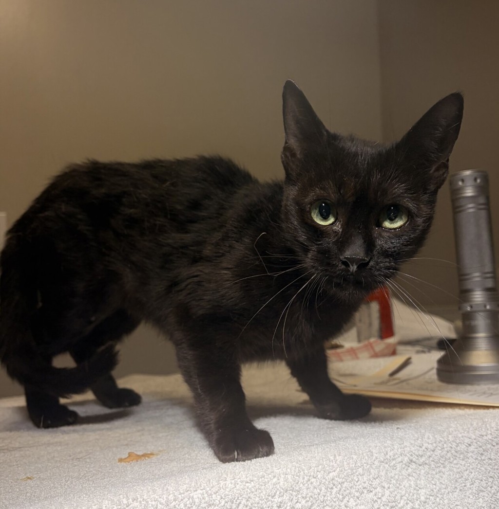 Shelter Stray Female Cat last seen Near Waterfall Way, SAN LEANDRO, CA, 94578, 8323 Baldwin St, Oakland, CA 94621, USA