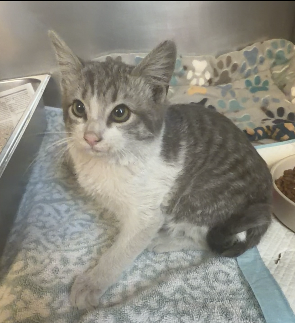 Shelter Stray Female Cat last seen Near Doolittle Drive, SAN LEANDRO, CA, 94577, 8323 Baldwin St, Oakland, CA 94621, USA