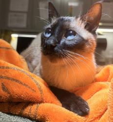 Shelter Stray Male Cat last seen Near Waterfall Way, SAN LEANDRO, CA, 94578, 8323 Baldwin St, Oakland, CA 94621, USA