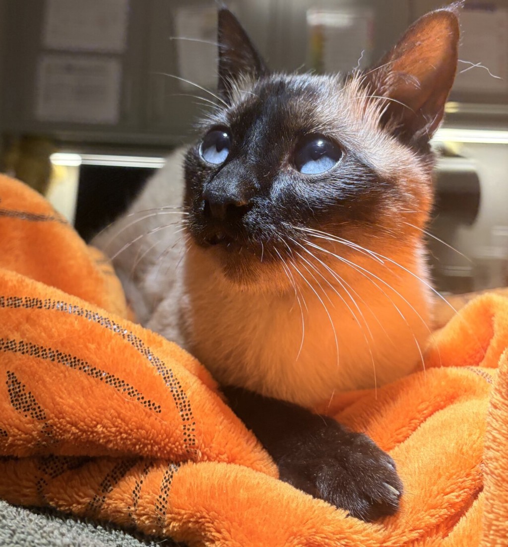 Shelter Stray Male Cat last seen Near Waterfall Way, SAN LEANDRO, CA, 94578, 8323 Baldwin St, Oakland, CA 94621, USA