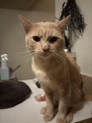 Lost Male Cat last seen Near Ivy Ln 23805, Petersburg, VA 23805