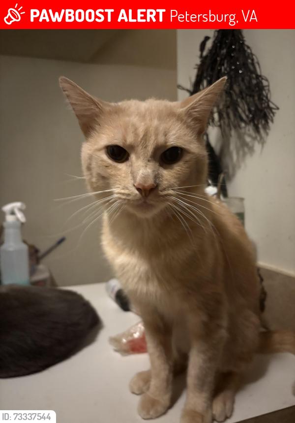 Lost Male Cat last seen Near Ivy Ln 23805, Petersburg, VA 23805