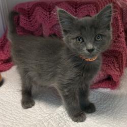 Shelter Stray Female Cat last seen Chestnut Street, LIVERMORE, CA, 94551, 8323 Baldwin St, Oakland, CA 94621, USA