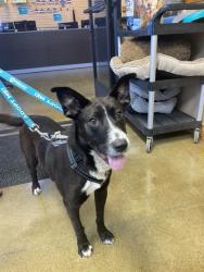 Shelter Stray Male Dog last seen Near El Camino Real Drive, Carlsbad, CA, 92008, Oceanside, CA 92058, USA