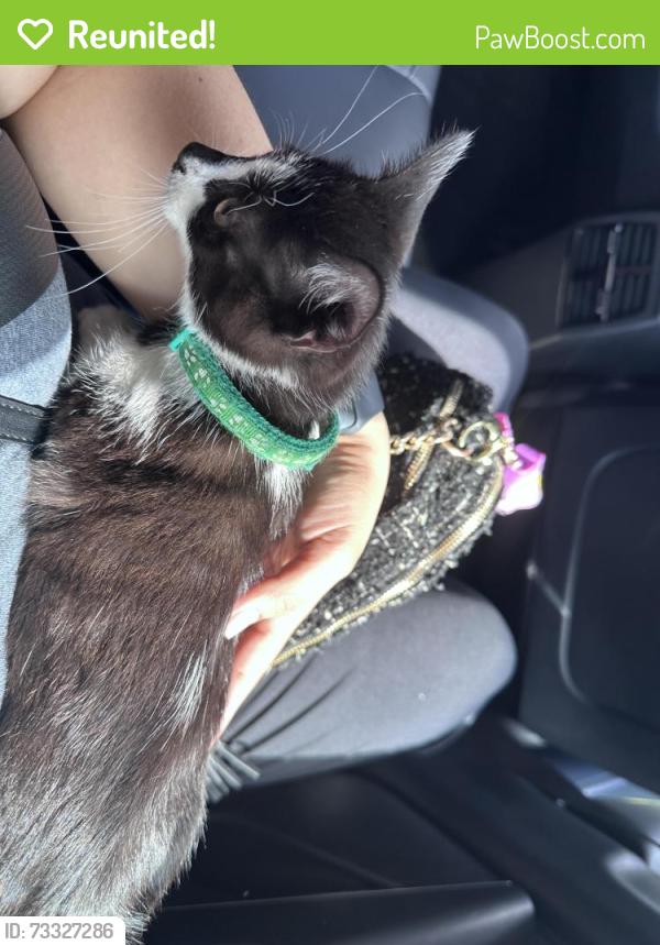 Reunited Female Cat last seen Near parkgreen Cir Anticoh Ca 94531, Antioch, CA 94531