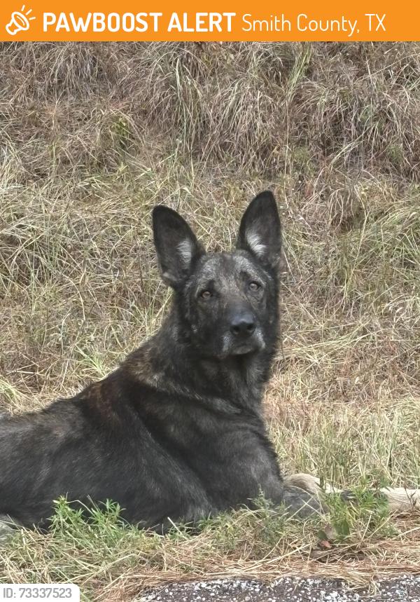 Found/Stray Unknown Dog last seen Brown /YARBROUGH LN, Smith County, TX 75789