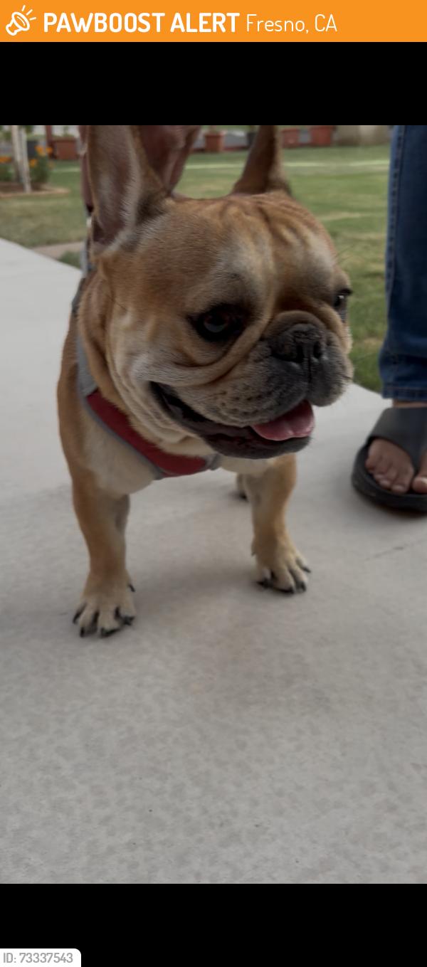 Found/Stray Male Dog last seen cedar and ashlan fresno ca, Fresno, CA 93726