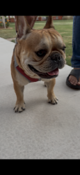 Found/Stray Male Dog last seen cedar and ashlan fresno ca, Fresno, CA 93726