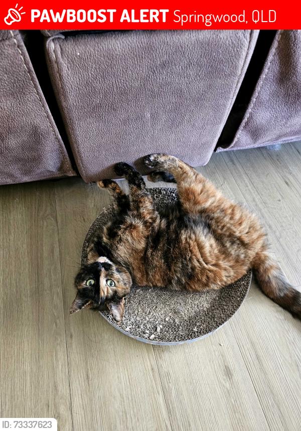 Lost Female Cat last seen Near Tallowood park Rholanda Crescent Springwood., Springwood, QLD 4127