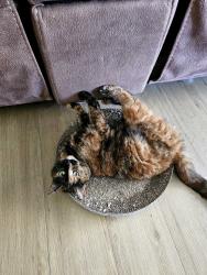 Lost Female Cat last seen Near Tallowood park Rholanda Crescent Springwood., Springwood, QLD 4127