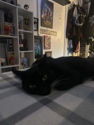 Reunited Female Cat last seen Newbury road Howell New Jersey, Howell Township, NJ 07731